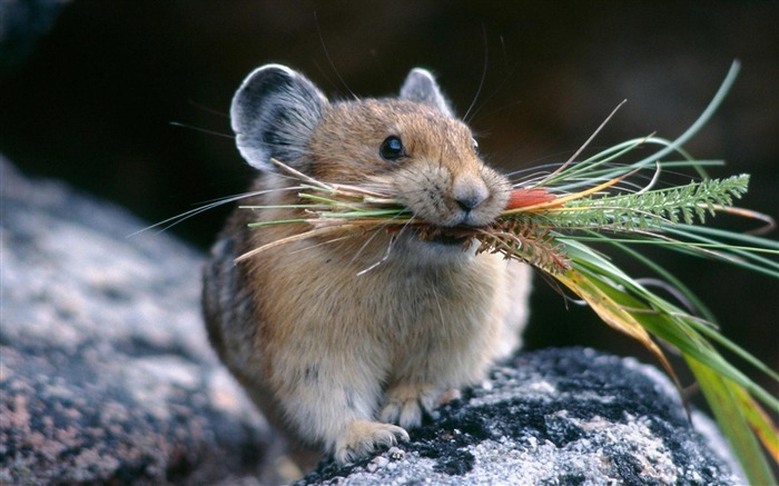 Fondo de pantalla de Hamster-Animal World Vistas:18982