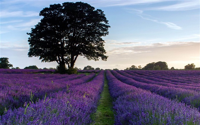 Violet lavande-fond d'écran Paysage Vues:38055