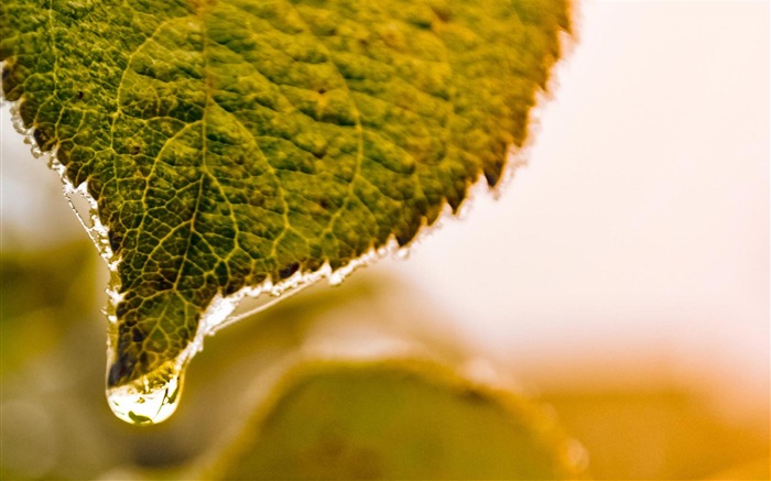 les feuilles tombent-Fonds d'écran plante Vues:10333