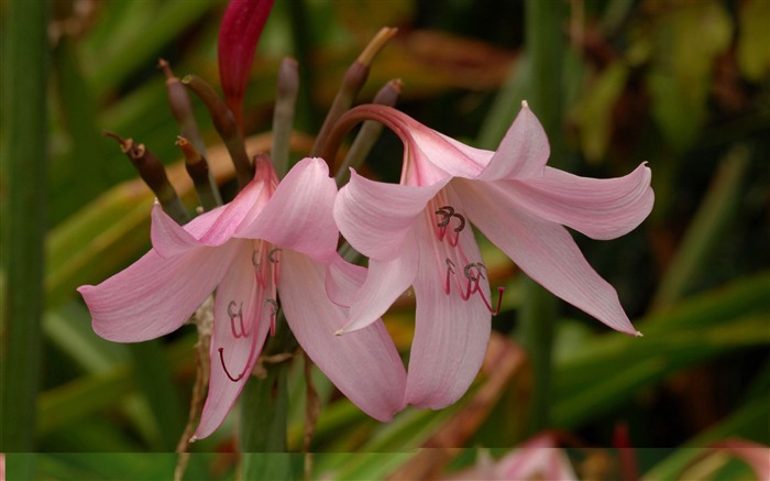 Lilies pink-Flower Papel de parede da área de trabalho Visualizações:10658