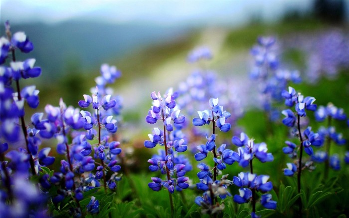 Impresionante fotografía de flores HD fondo de pantalla Vistas:35525