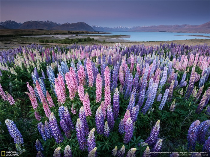 Lupins Lake Tekapo Nueva Zelanda-National Geographic fondo de pantalla Vistas:34486