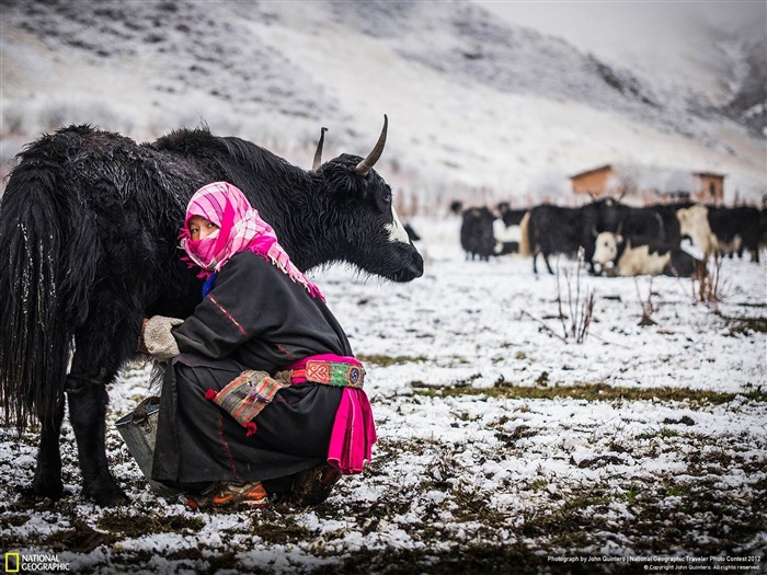 Traire une Yak-Fond d'écran National Geographic Vues:13005