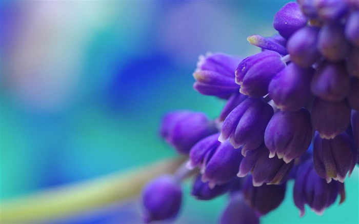 Fondo de escritorio de fotografía Muscari-flowers Vistas:11664