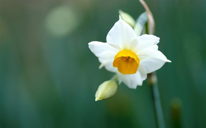 Fondo de fotografía de flores de narcisos Vistas:10765