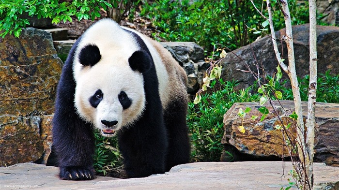 Pandas-Animal World Wallpaper Vistas:12448