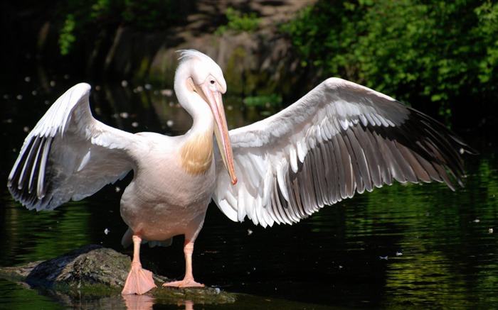 Papéis de parede para animais de Pelican-Birds Visualizações:15383