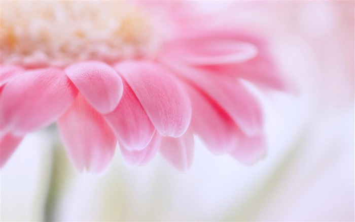 Gerbera rose-fond d'écran photographie fleurs Vues:35257