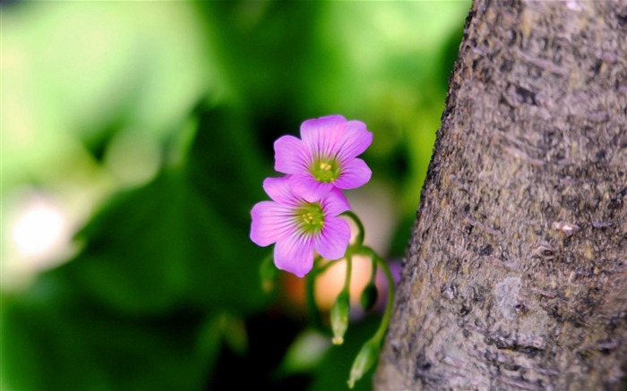 粉红小花-植物壁纸 浏览:11902