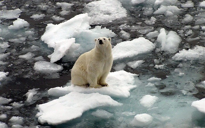 Fondo de pantalla de Mundo oso polar-Animal Vistas:14944