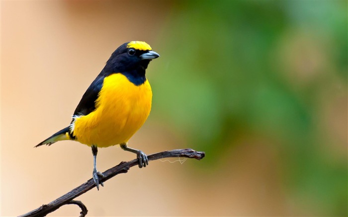 보라색 throated Euphonia-Birds 동물 벽지 찾아보기 :14731