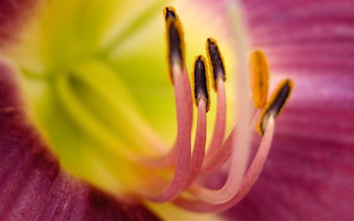 Papel de parede vermelho Macro-Flower Desktop Visualizações:7712