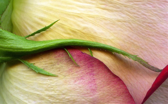 Papel pintado de la fotografía de Rose Bud-flowers Vistas:11104