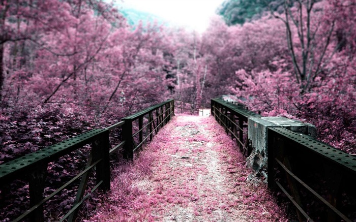 Sakura Garden-natural landscape wallpaper Views:63298 Date:2012/8/5 9:50:03