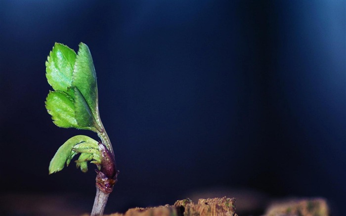 Papel de parede de pequenas plantas e flores Visualizações:8648