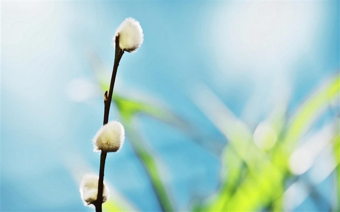 Fondo de pantalla de fotografía flor blanca flores de primavera Vistas:12578