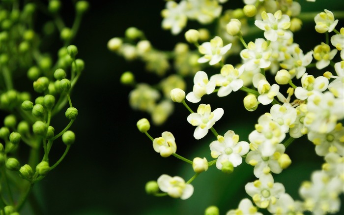 春暖花开-植物壁纸 浏览:15850