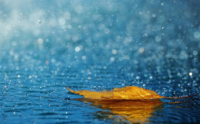 夏日雨滴特写高清桌面壁纸 浏览:49136