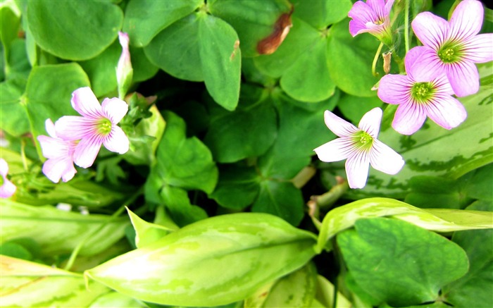 De minuscules jolies fleurs-fond d'écran photographie fleurs Vues:9323