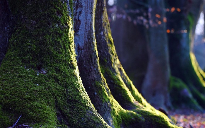 Arbre Moss-Fonds d'écran plante Vues:12283