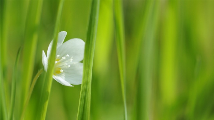 Papel de parede de macro flor flor branca Visualizações:8240