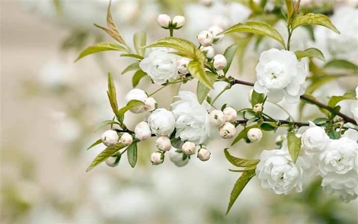 Fundo de flor de flor branca 01-Flower Visualizações:15639