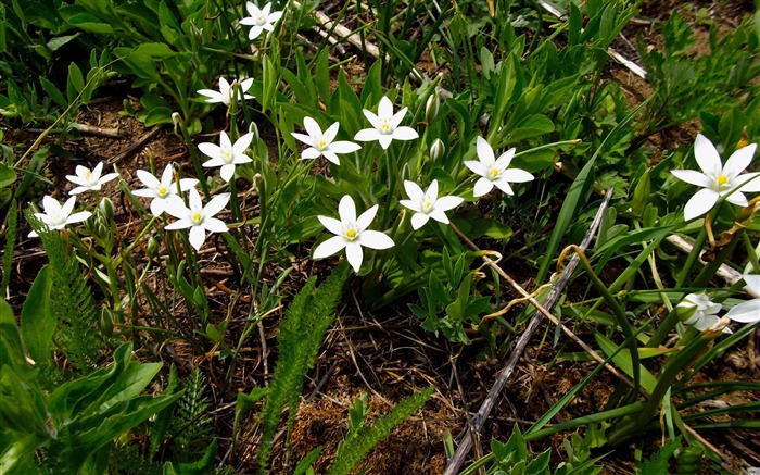 White Dexters Flowers-Flowers Desktop Wallpaper Visualizações:9008