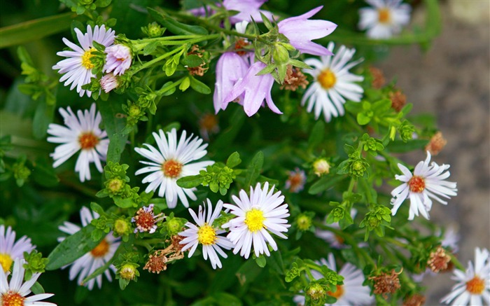 Papel de parede branco da flor selvagem-Flores Visualizações:7549