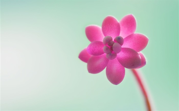 Windows 8 RTM HD wallpaper 09 Views:17243 Date:2012/8/10 15:44:10