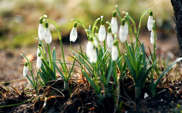 Snowdrop estético - papel de parede da flor Visualizações:11134