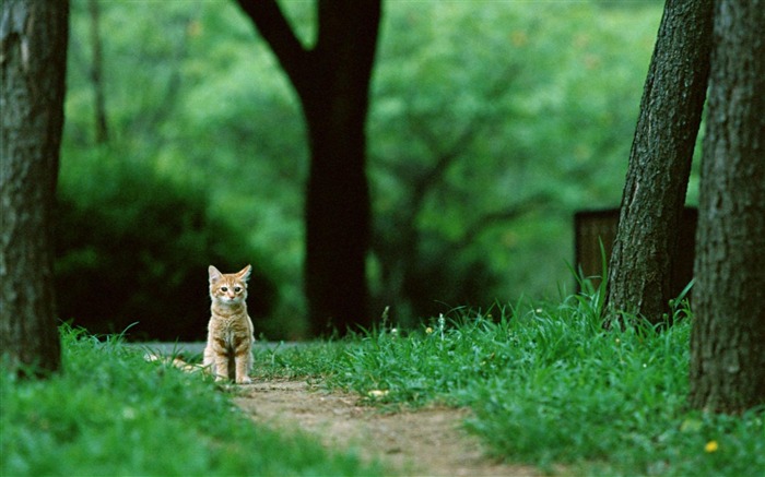 solo gato-Animal World Wallpaper Vistas:20987