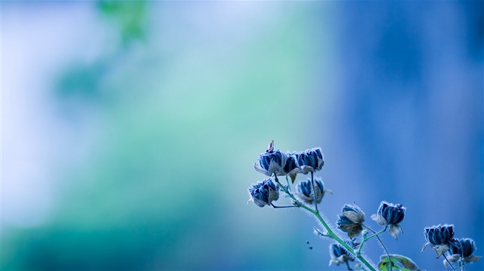 incrível flor azul-flor papel de parede da área de trabalho Visualizações:13679