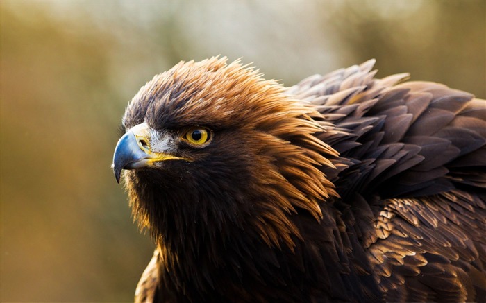 otoño, águila de oro, pájaros, animales, fondo de pantalla Vistas:32565