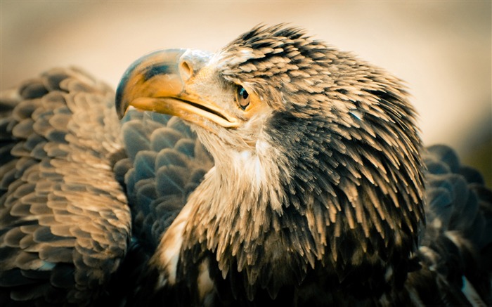 Fondo de pantalla de animales de águila calva Vistas:13161