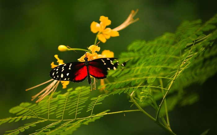 hermosa mariposa-Animal World Wallpaper Vistas:14520