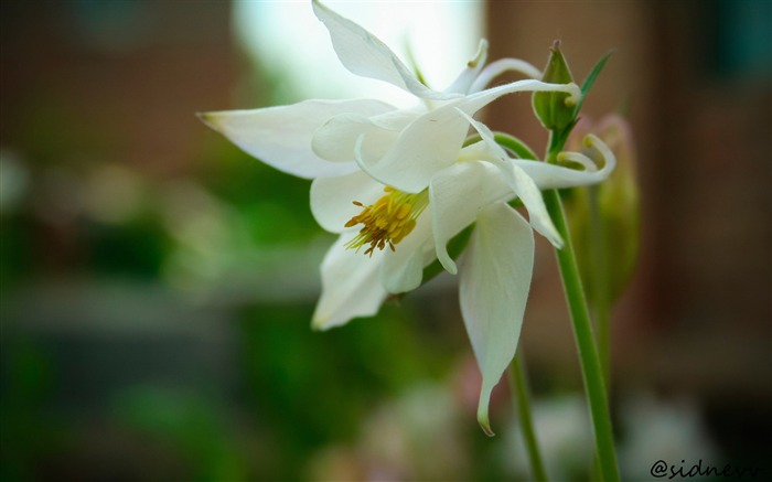 hermoso fondo de pantalla blanco de flores de flores Vistas:9643