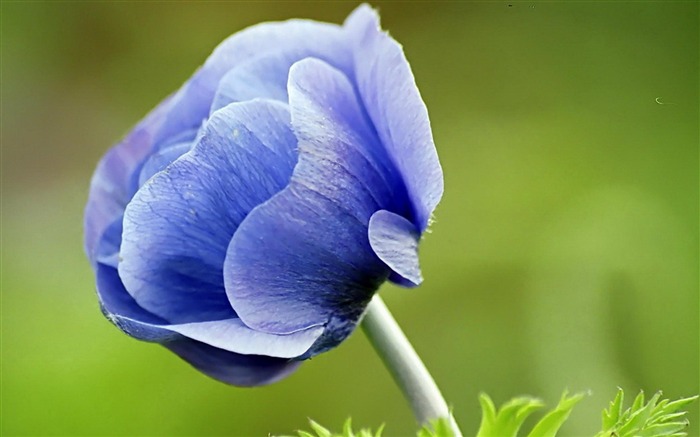 blaue Blume-fond d'écran photographie fleurs Vues:11582