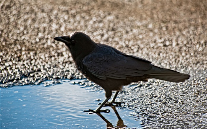 papel de parede animal crow-Birds Visualizações:14241