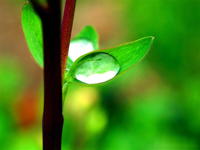 gotas de fondos de primer plano de la planta de sucursal Vistas:9793