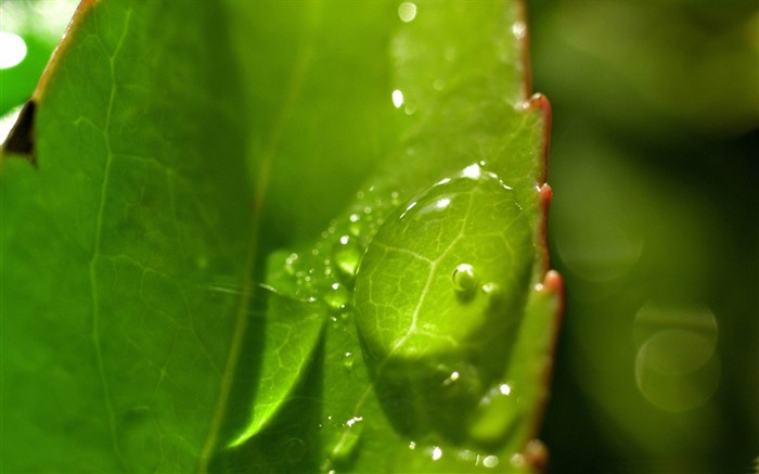 葉の上に滴-植物クローズアップ壁紙 ブラウズ:8601