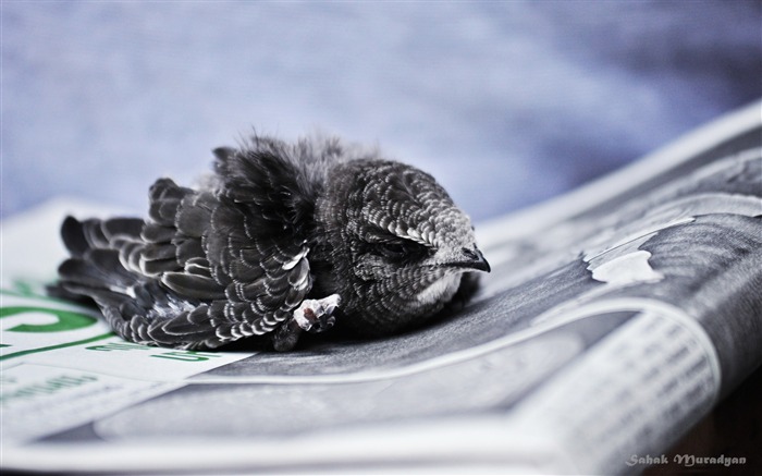 papel pintado de animales águila-pájaros Vistas:11836