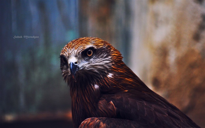 águila -Pájaros papel pintado de animales Vistas:10805