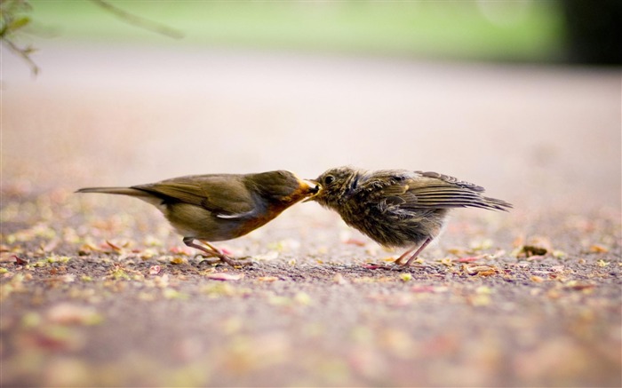 Papel pintado animal europeo de Robin Chick-Birds Vistas:10460