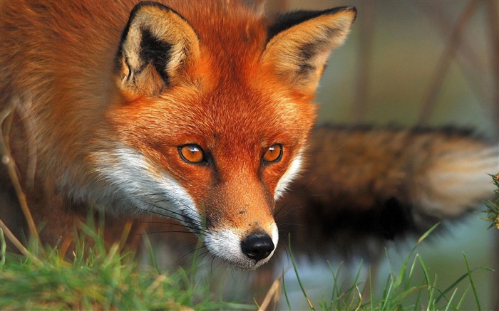 Papéis de parede de fotos bonitas do mundo animal Visualizações:42377