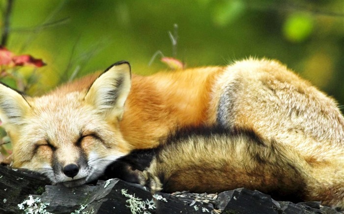 fox sleeping-Animal World Wallpaper Vistas:14507