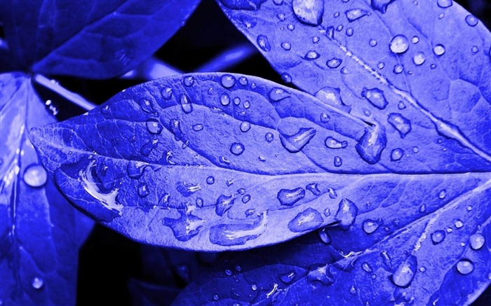 feuilles fraîches de bleu-Plante close-up fond d'écran Vues:21717