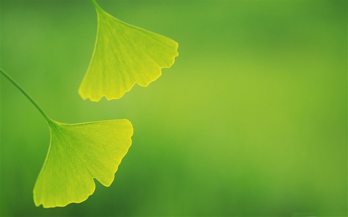 ginkgo leaves-Plant primer plano fondo de pantalla Vistas:17848