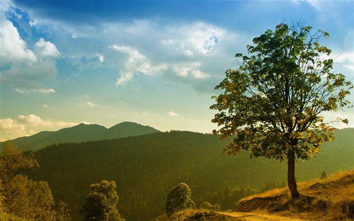 grass tree sky-Summer landscape wallpaper Views:15087 Date:2012/8/8 19:53:53