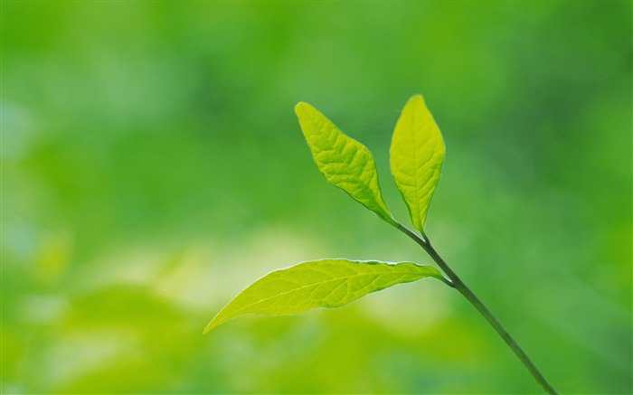 hojas verdes-planta papel tapiz de primer plano Vistas:15914