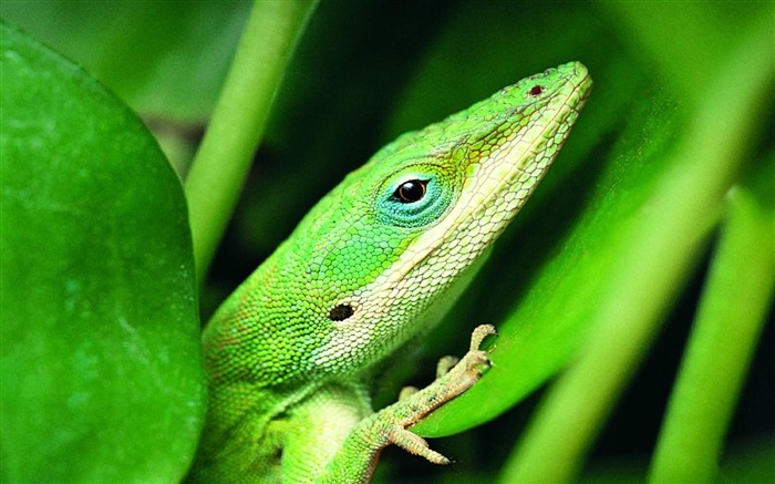 Fondo de Pantalla de Lagarto Verde Animal Vistas:12892